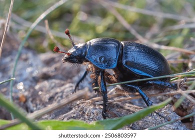 dor beetle crawling in the grass, dor beetle crawling on the ground, dung beetle crawling in the grass, dung beetle crawling on the ground - Powered by Shutterstock