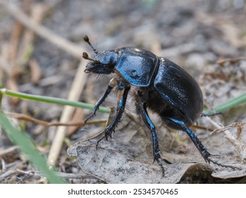 dor beetle crawling in the grass, dor beetle crawling on the ground, dung beetle crawling in the grass, dung beetle crawling on the ground - Powered by Shutterstock