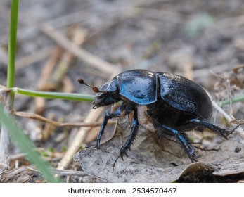 dor beetle crawling in the grass, dor beetle crawling on the ground, dung beetle crawling in the grass, dung beetle crawling on the ground - Powered by Shutterstock