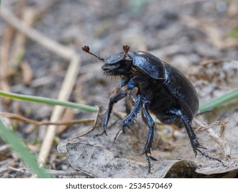 dor beetle crawling in the grass, dor beetle crawling on the ground, dung beetle crawling in the grass, dung beetle crawling on the ground - Powered by Shutterstock