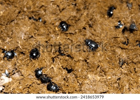 dor beetle, Dung beetle, beetle, insect, insects, animal, animals, black, close-up, ground, forest, forest animals, 