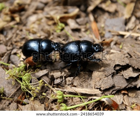 dor beetle, Dung beetle, beetle, insect, insects, animal, animals, black, close-up, ground, forest, forest animals, 