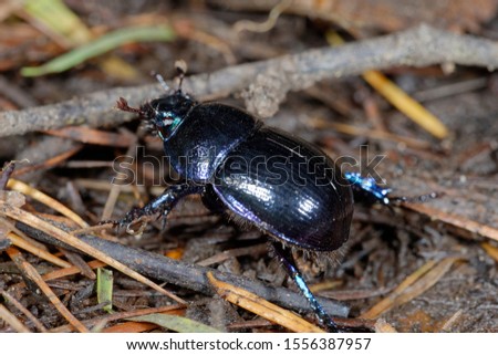 Dor Beetle - Geotrupes stercorarius
Large Dung Beetle