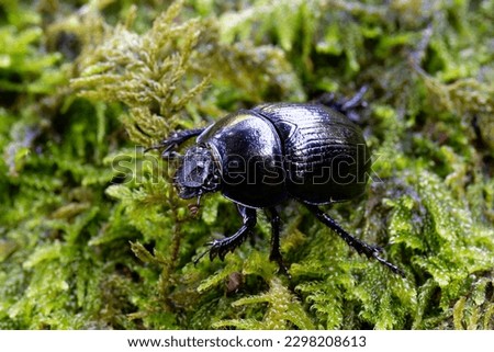 Dor Beetle - Geotrupes stercorarius, a large dung Beetle on Moss