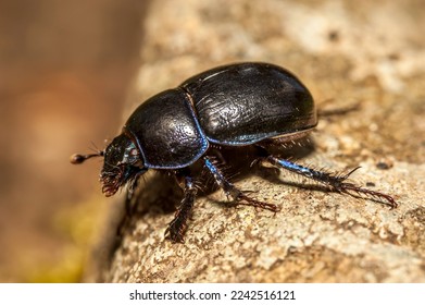 Dor Beetle (Geotrupes stercorarius) Most often found on woodland floors and pastures searching for animal droppings in which the females lay their eggs
