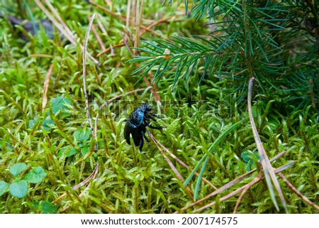 dor beetle, Geotrupes stercorosus among moss. Dora beetle, Geotrupes stercorosus among the moss. Blue and black beetle in the forest