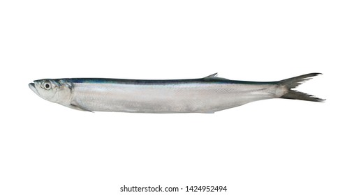 Dorab Wolf Herring Fish Isolated On Stock Photo 1424952494 | Shutterstock