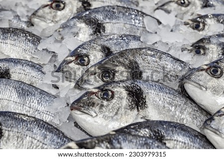 Dorada fish or gilt-head bream raw chilled on ice, selective focus 