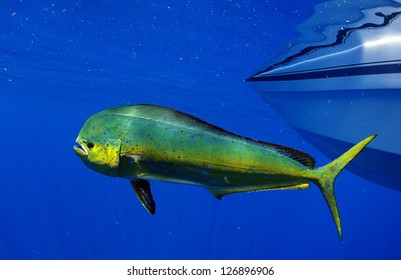 Dorado dolphin fish also known as mahi-mahi or Coryphaena Hippurusl
