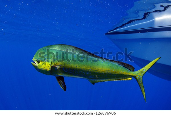 Dorado dolphin fish also known as mahi-mahi or\
Coryphaena Hippurusl