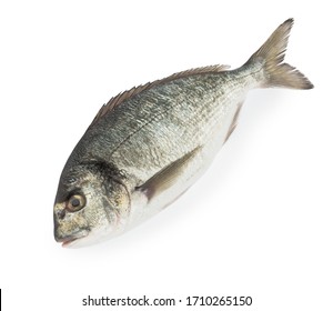 Dorado Fish Isolated White Background 