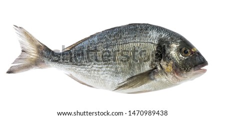 dorado fish isolated without shadow