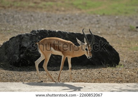 Dorcas Gazelle in Arabian Safari
