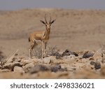 Dorcas Gazelle in the Desert