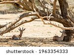 Dorcas gazelle (Gazella dorcas) inhabits nature desert reserves in the Middle East. Selective focus on animal