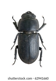 Dorcus parallelipipedus
