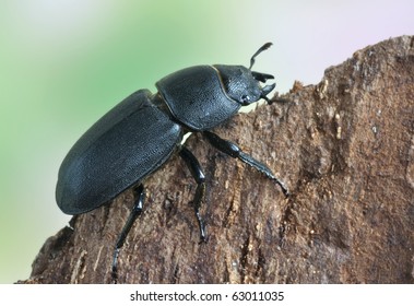 Dorcus parallelipipedus