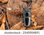 Dorcus schenklingi, is a protected stag beetle species in Taiwan,living in forests at low to mid-altitudes. This photo captures a small individual of this beetle, documenting it a valuable record.