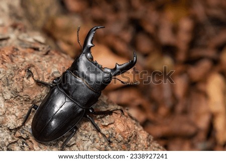 Dorcus titanus sika, A large stag beetle in Taiwan.