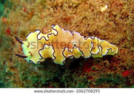 Doriprismatica atromarginata is a species of sea slug. It is a dorid nudibranch, a shell-less marine gastropod mollusk in the family Chromodorididae, Phi Phi Islands, Thailand