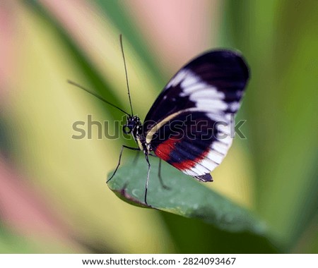  Doris Longwing butterfly (Heliconius doris, also known as the Doris) perched delicately at the tip of a pointed green leaf.