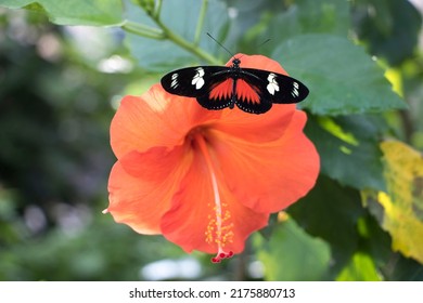 Doris Longwing - Heliconius doris butterfly