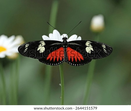 Doris Longwing (Heliconius doris) butterfly
