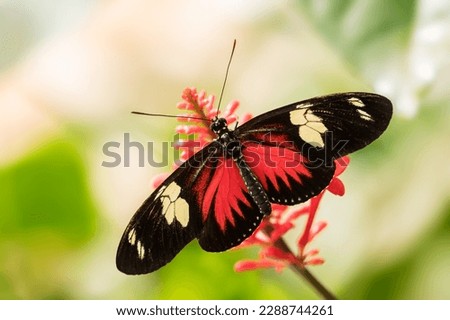 Doris Longwing - Heliconius doris, small beautiful colorful butterfly from New World, Panama.