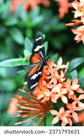 Doris Longwing perched on peach flowers floral blooms. Green leafy background. Wings spread open. Antenna. Close up. Macro. Tropical. Greenhouse. Conservatory. Butterfly, butterflies. Detail. Delicate
