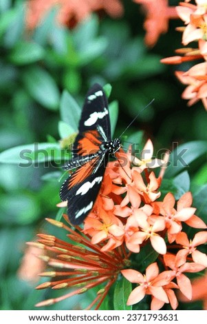 Doris Longwing perched on peach flowers floral blooms. Green leafy background. Wings spread open. Antenna. Close up. Macro. Tropical. Greenhouse. Conservatory. Butterfly, butterflies. Detail. Delicate