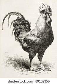 Dorking chicken old illustration. Created by Jacque and Lavieille, published on L'Illustration, Journal Universel, Paris, 1858