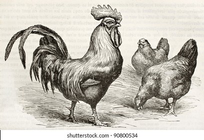 Dorking chicken old illustration. Created by Jacque and Midderick, published on Merveilles de la Nature, Bailliere et fils, Paris, ca. 1878