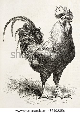 Dorking chicken old illustration. Created by Jacque and Lavieille, published on L'Illustration, Journal Universel, Paris, 1858