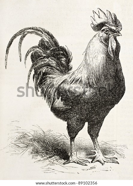 Dorking Chicken Old Illustration Created By Stock Photo 89102356 