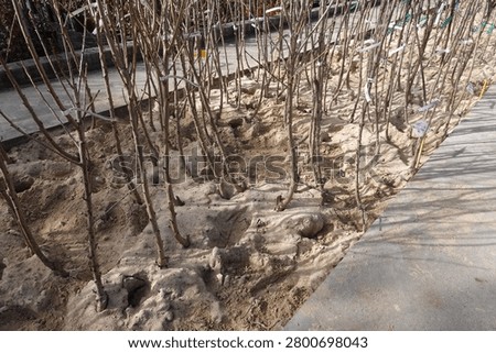 Dormant bare-root saplings awaiting planting, creating new growth and horticulture concepts at a garden center