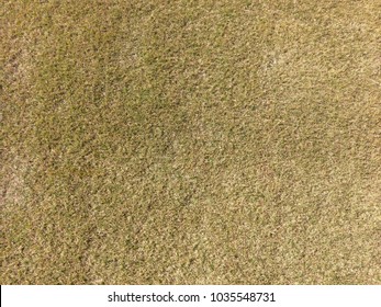 Dormant Bermudagrass Pattern 