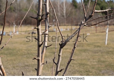 Dormant branches with developing buds. Early spring gardening. Bare shoots before blooming. Orchard preparation