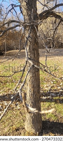 Dormant Branches of a Tree