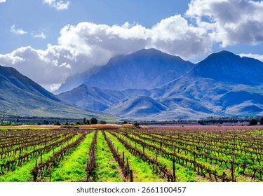 Dormant vineyard rows create stark lines in a winter landscape under a clear blue sky with white clouds, with Waaihoek Mountain in the background, Breedekloof Valley, South Africa