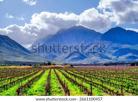 Dormant vineyard rows create stark lines in a winter landscape under a clear blue sky with white clouds, with Waaihoek Mountain in the background, Breedekloof Valley, South Africa