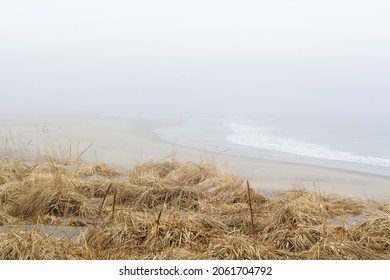 Dormant Winter Straw- Dune Grass On Foggy Morning At Crane Beach, North Shore Boston Massachusetts