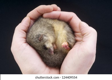 Dormouse