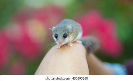 Dormouse