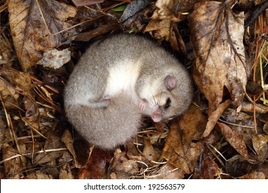 Dormouse Sleeping