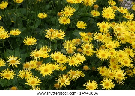 doronicum