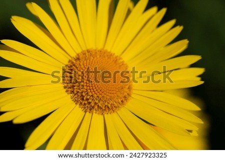 Doronicum orientale - leopard's bane, yellow daisy spring flower selective focus