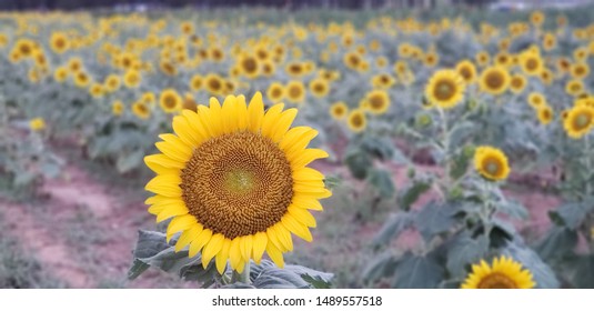 Dorothea Dix Park Sunflowers Day Time