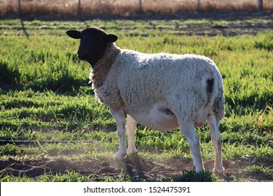 Dorper Sheep Images Stock Photos Vectors Shutterstock