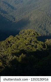 Dorrigo, Great Dividing Range, Australia