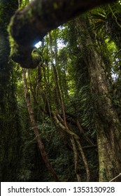 Dorrigo, Great Dividing Range, Australia